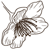flower icon